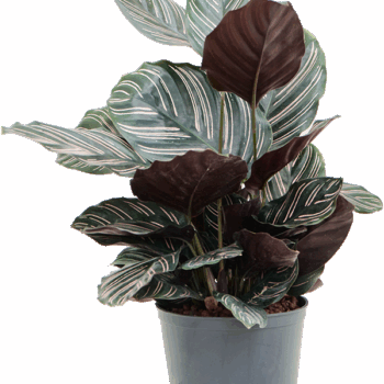 Calathea ornata 'Sanderiana'