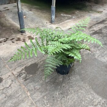 Asplenium parvati 13/12 h25