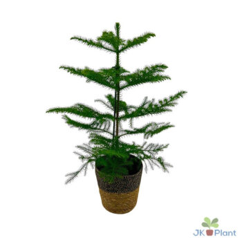 Araucaria in zeegras mand