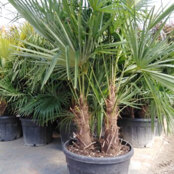 Trachycarpus Fortunei