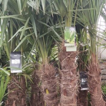 Trachycarpus Fortunei