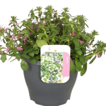 Scaevola aemula Blessing Pink