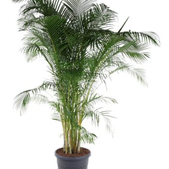Dypsis Lutescens(Areca)
