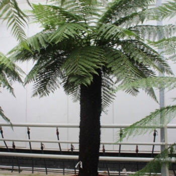 Dicksonia antarctica