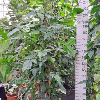 Syngonium Mottled Mojito