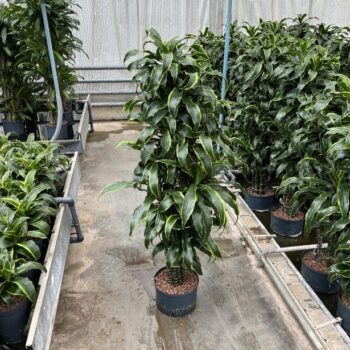 Dracaena dorado vertakt 28/19 h160/170