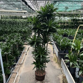 Dra green jewel carrousel 9st 32/19 h210