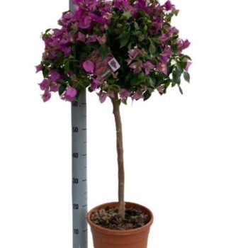 Bougainvillea "op stam"