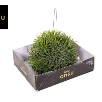 Tillandsia Magic Ball (XXL JUMBO)