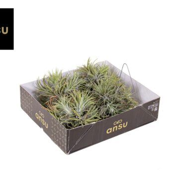 Tillandsia Ionantha Hang (Large)