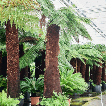 Dicksonia antarctica Stem (300)