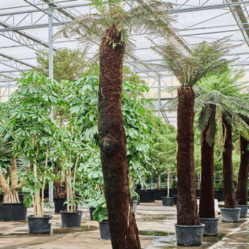 Dicksonia antarctica Stem (390)