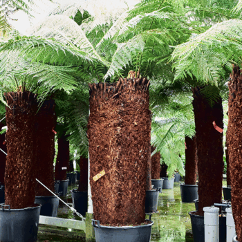 Dicksonia antarctica Stem 180 special