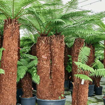 Dicksonia antarctica Stem 180 special