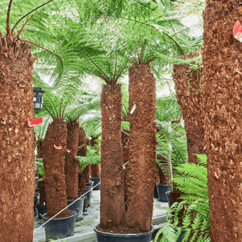 Dicksonia antarctica Stem 240 special