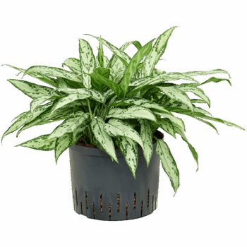 Aglaonema 'Silver Queen' Tuft