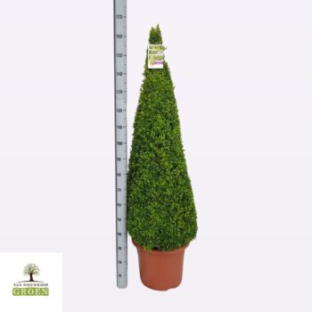 Buxus sempervirens Piramide 140-150