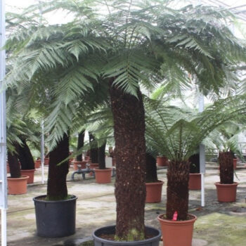 Dicksonia antarctica