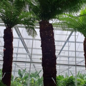 Dicksonia antarctica