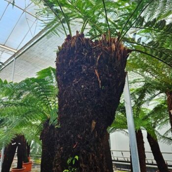 Dicksonia antarctica