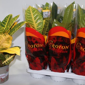 Croton Mix Excellent en Petra in Design hoes "Sunshiners®"