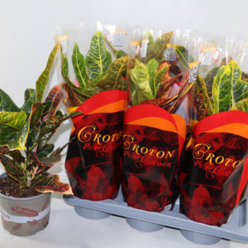 Croton Excellent 17cm in design hoes"Sunshiners®"