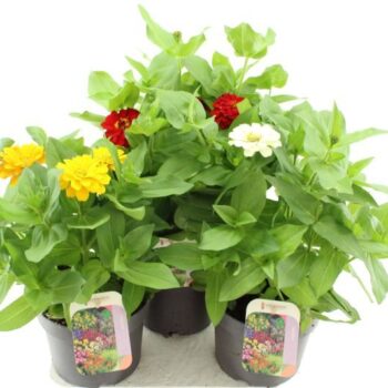 Zinnia elegans Diego mix