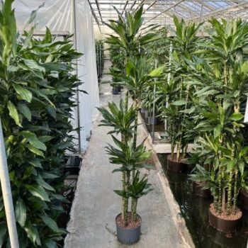 Dracaena janet lind (150/120/90/60/30) 25/19 h230