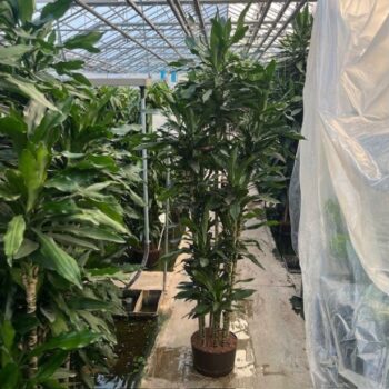 Dracaena janet lind carrousel 9st 32/19 h200
