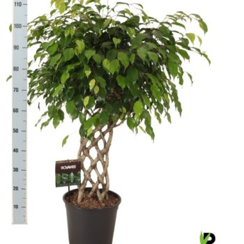 Ficus benj. Exotica gevlochten mat