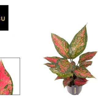 Aglaonema Strawberry Baby