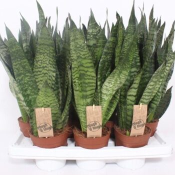 Sansevieria zeylanica compacta