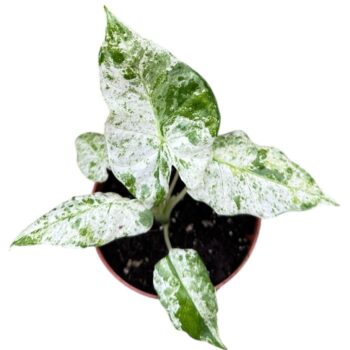 Alocasia Macrorphiza Splash