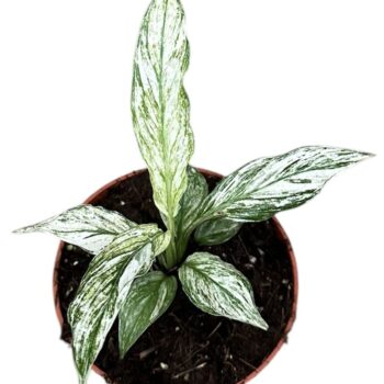 Spathiphyllum Sensation Variegata
