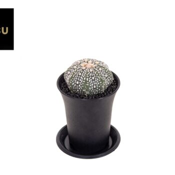 Astrophytum Asterias