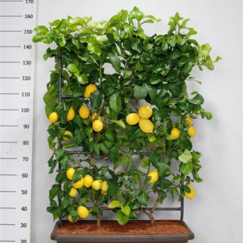 Citrus limonium 'Volkameriana'