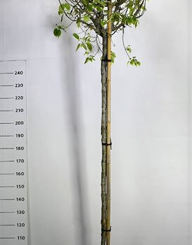 Cornus k. 'China Girl'