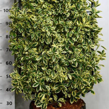 Euonymus jap. 'Bravo'