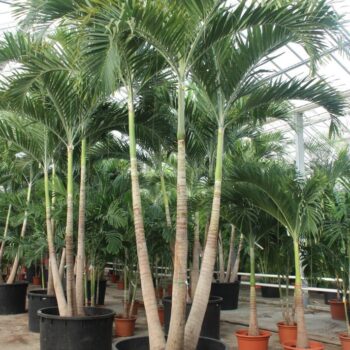 Veitchia merrillii 3pp