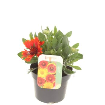 Gaillardia Spintop Yellow Top