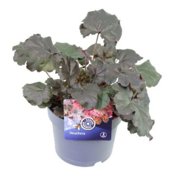 Heuchera World Caff� Espresso