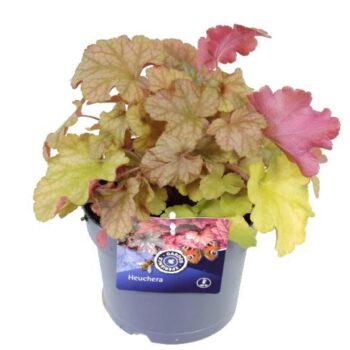 Heuchera World Caff� Americano