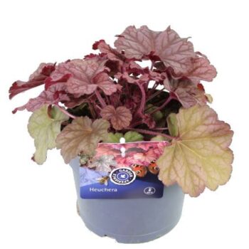 Heuchera World Caff� Shakerato