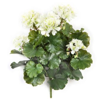 Geranium bush cream - uv