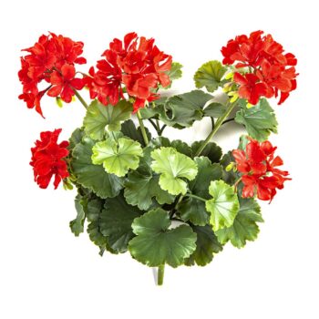 Geranium bush red - uv
