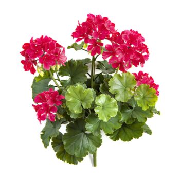 Geranium bush violet - uv
