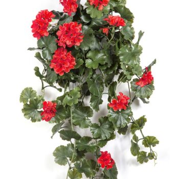 Geranium hanging bush red - uv