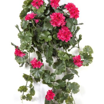 Geranium hanging bush violet - uv