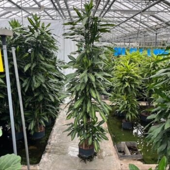 Dracaena cinto carrousel 8st 28/19 h230/250