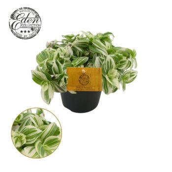 Tradescantia Brightness